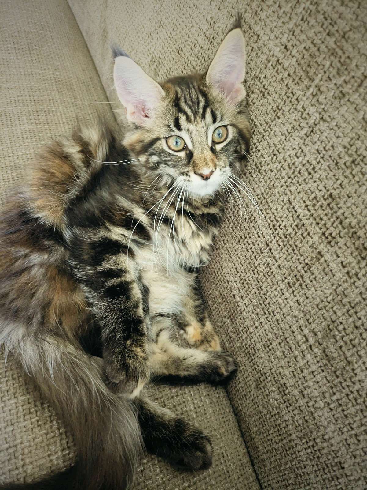 Kitten-Luna ligt uitgestrekt op de bank.
