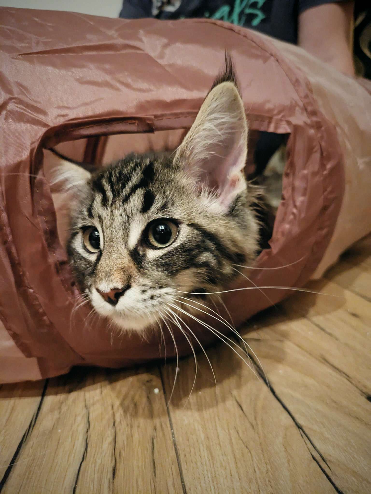 Kitten-Luna kijkt nieuwsgierig uit een roze speeltunnel.