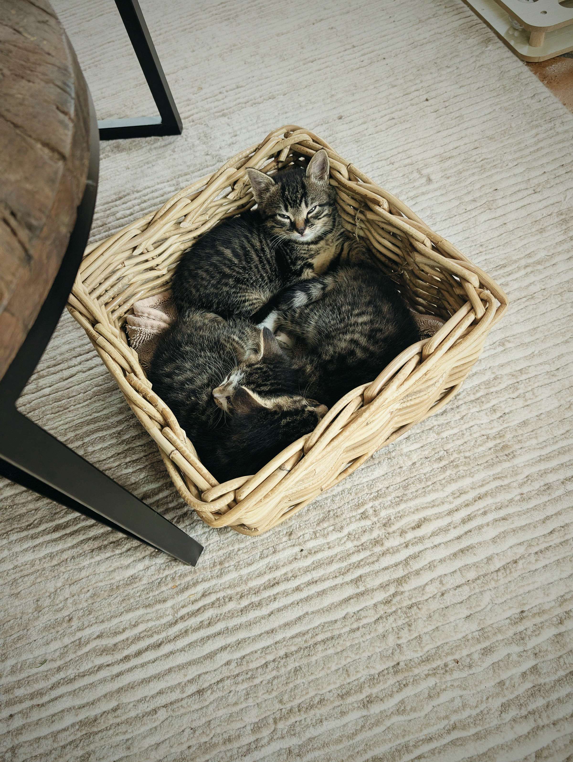 Drie getijgerde opvangkittens slapen samen in een rieten mandje.